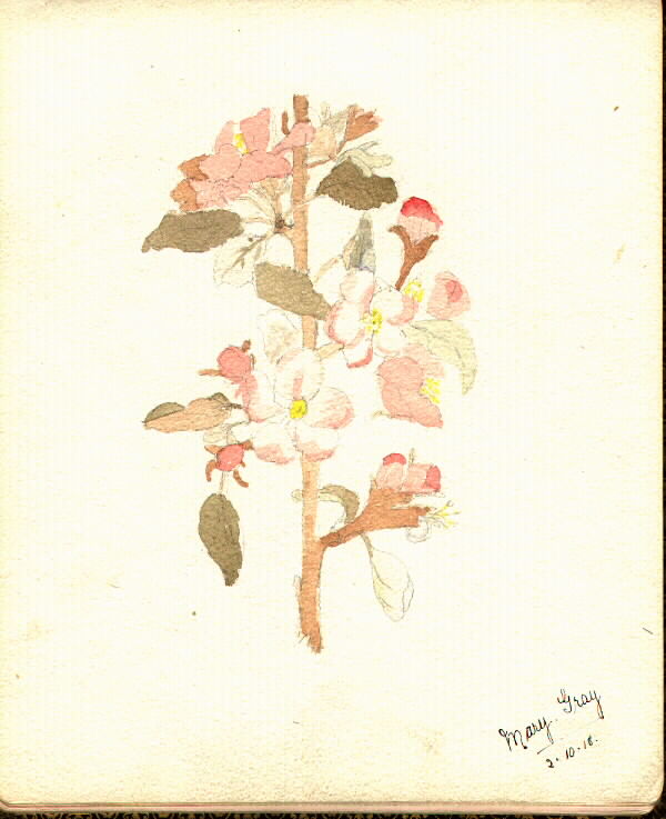 Mary Gray's Floral Illustration